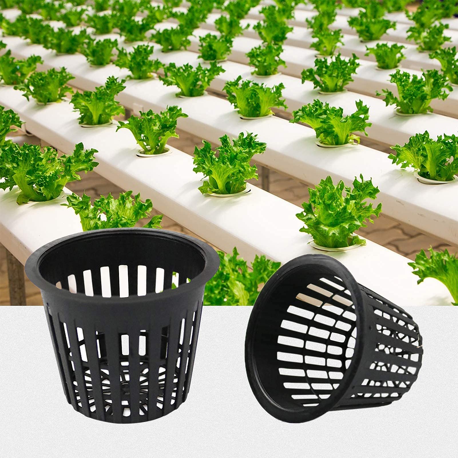 Business King 3-inch pots for orchids, tomatoes, and peppers.