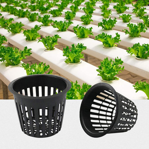 Business King 3-inch pots for orchids, tomatoes, and peppers.