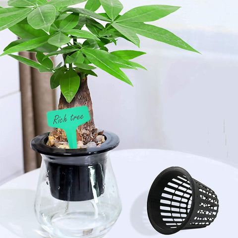 Business King 3-inch mesh pots promote drainage and aeration.