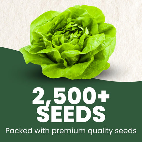 Buttercrunch lettuce head closeup highlighting crisp buttery leaves