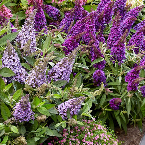 Butterfly Bush Seeds back-border planting idea adds height and color