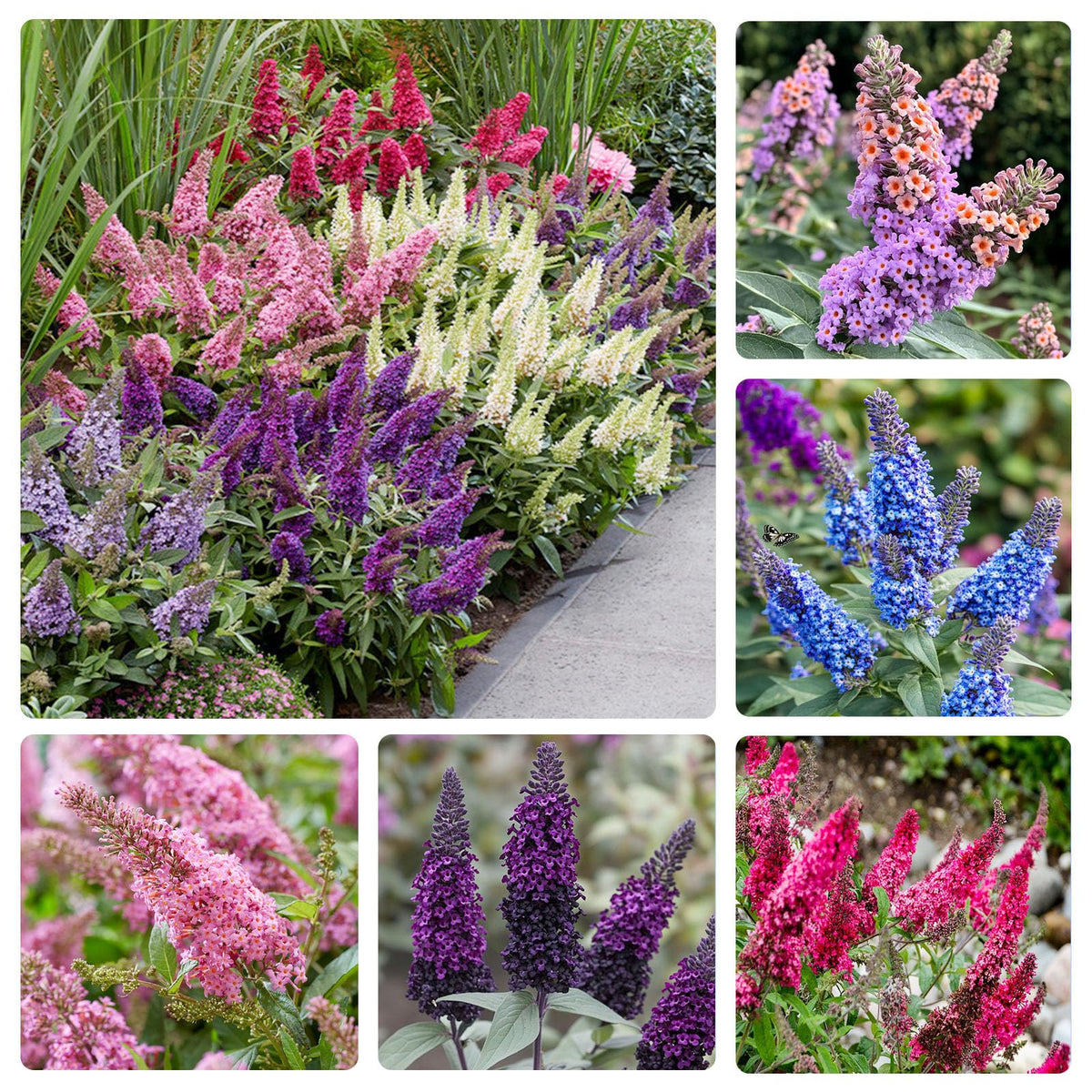 Butterfly Bush Seeds bloom close-up showing fragrant flowers attracting pollinators