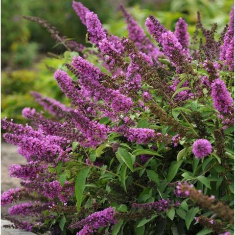 Butterfly Bush Seeds container garden setup, illustrating versatile use in pots and patios.