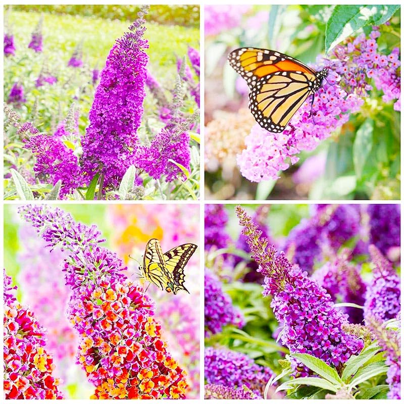 Butterfly Bush Seeds drought-tolerant frame, emphasizing resilience in varied climates.