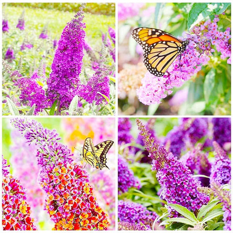 Butterfly Bush Seeds drought-tolerant frame, emphasizing resilience in varied climates.