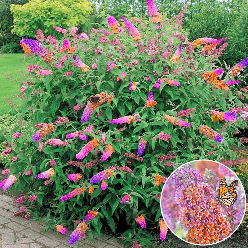 Butterfly Bush Seeds garden border image, demonstrating border planting potential.