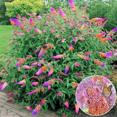 Butterfly Bush Seeds garden border image, demonstrating border planting potential.