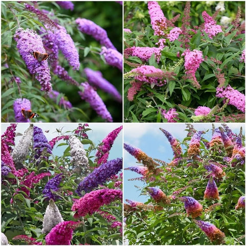 Butterfly Bush Seeds indoor seed-start setup supports early germination