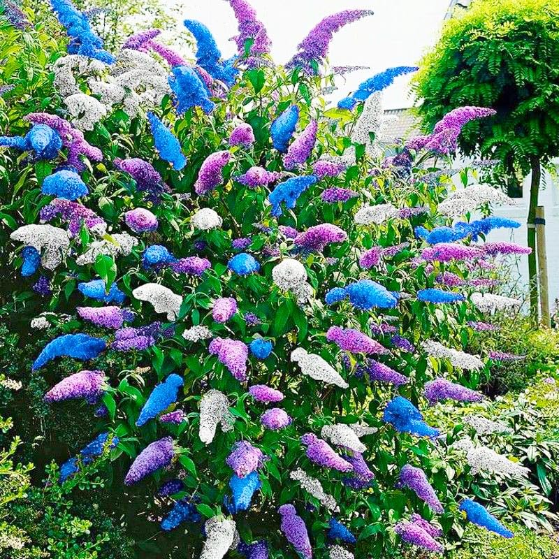 Butterfly Bush Seeds long-lasting blooms image, hinting at summer-to-fall color in borders.