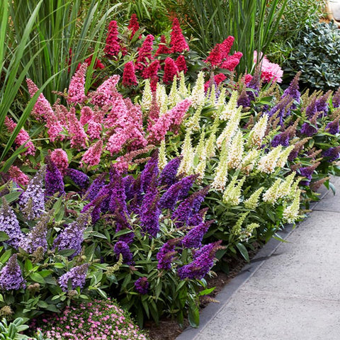 Butterfly Bush Seeds mature plant in garden draws pollinators