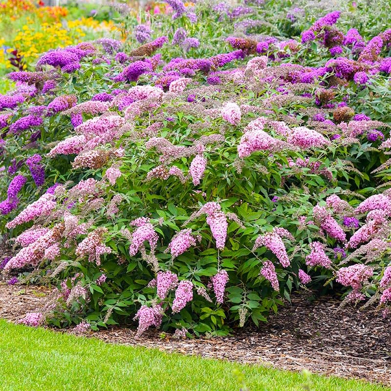 Butterfly Bush Seeds pack shot, showing a promising pollinator-friendly addition.