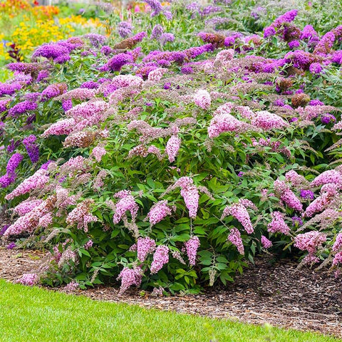 Butterfly Bush Seeds pack shot, showing a promising pollinator-friendly addition.