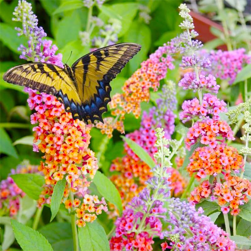 Butterfly Bush Seeds spring planting photo, guiding sowing on moist soil for blooms.