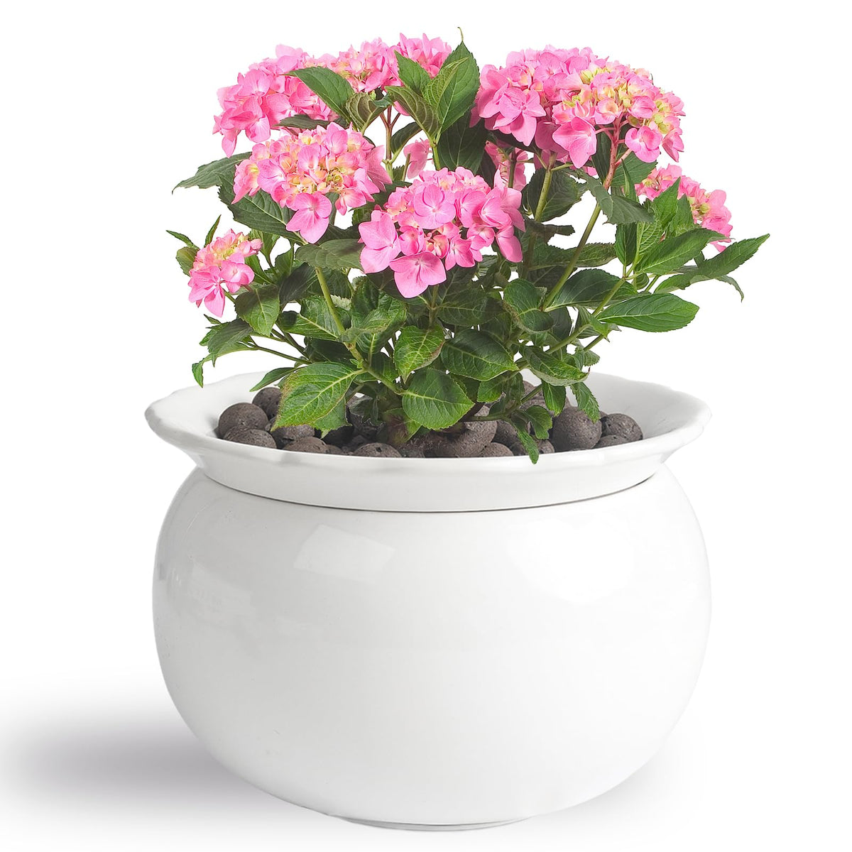 BUYMAX African Violet Pot 6-inch self-watering dual-structure keeps soil evenly moist.
