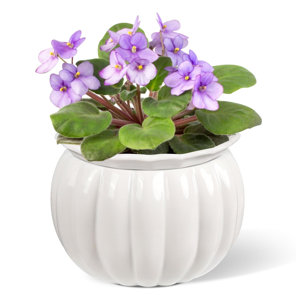 BUYMAX African Violet Pots reveal a pumpkin-style ceramic planter ideal for compact indoor violet growth.