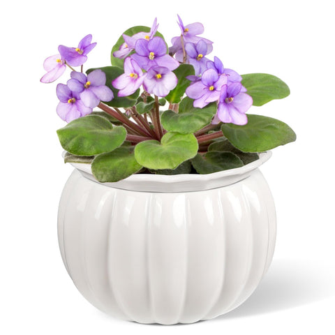 BUYMAX African Violet Pots reveal a pumpkin-style ceramic planter ideal for compact indoor violet growth.