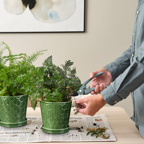 Succulents arranged in BUYMAX 6-inch pot for minimalist greens.