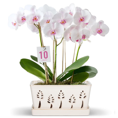 BUYMAX decorative orchid pot enhances kitchen, living room, or bedroom