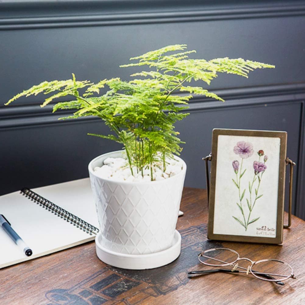 BUYMAX 5-inch pot ideal for herbs, succulents, and desk plants.