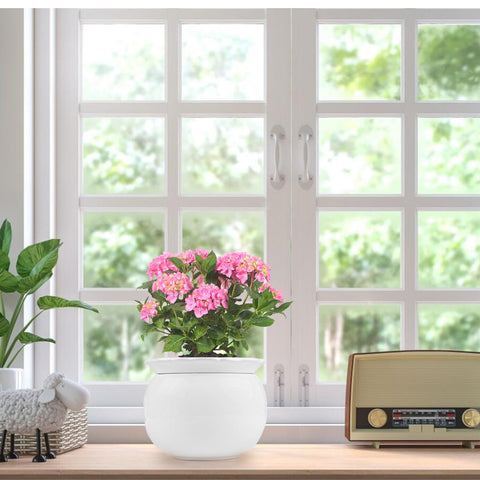 BUYMAX two-piece construction offers versatile display and care options.