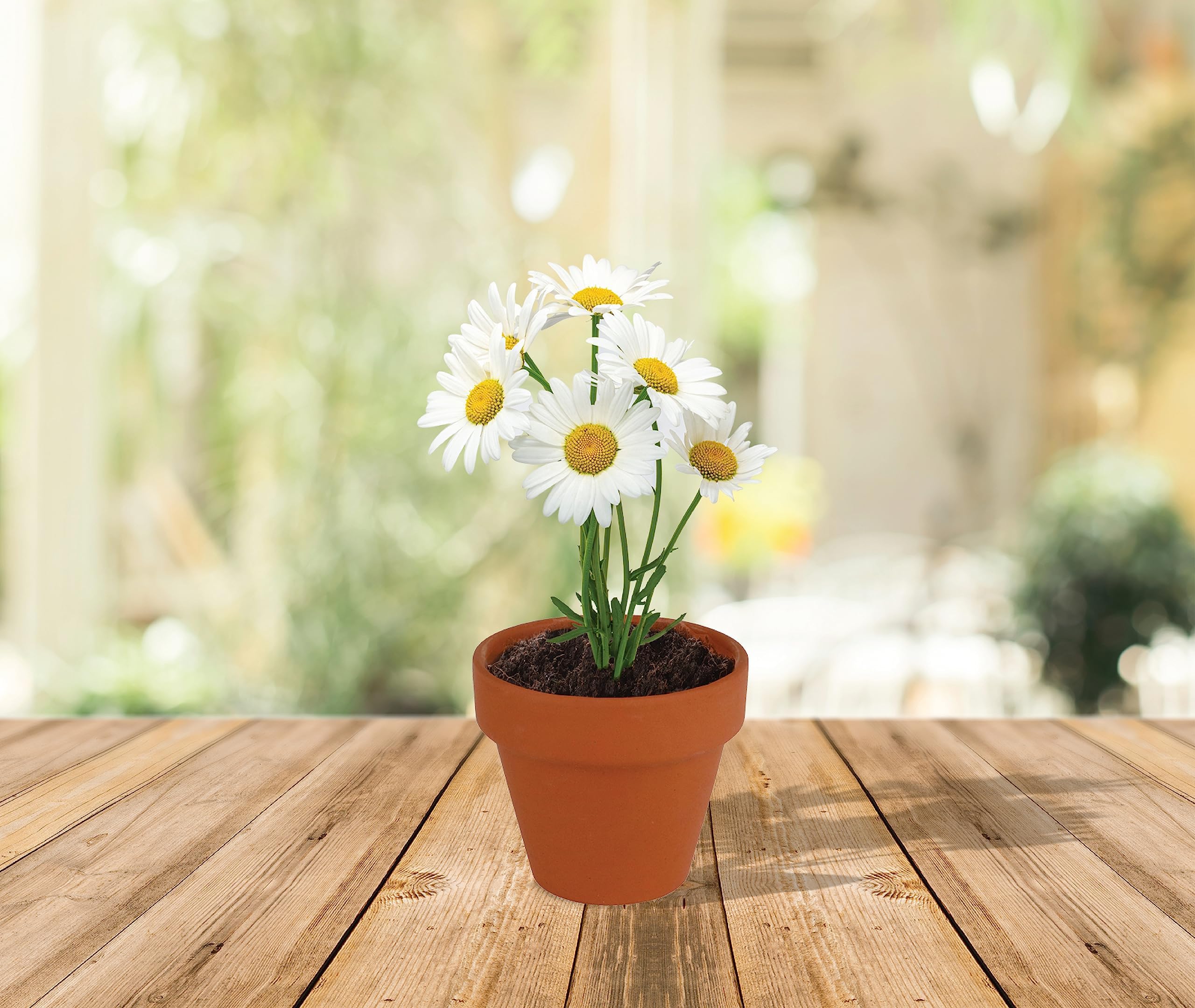 BUZZY craft-friendly garden kit setup for weddings and events.