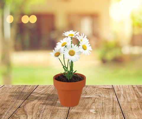 BUZZY daisy seed packets arranged for selection and planning.