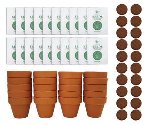 BUZZY daisy seeds in a mini pot bulk pack for easy DIY planting.