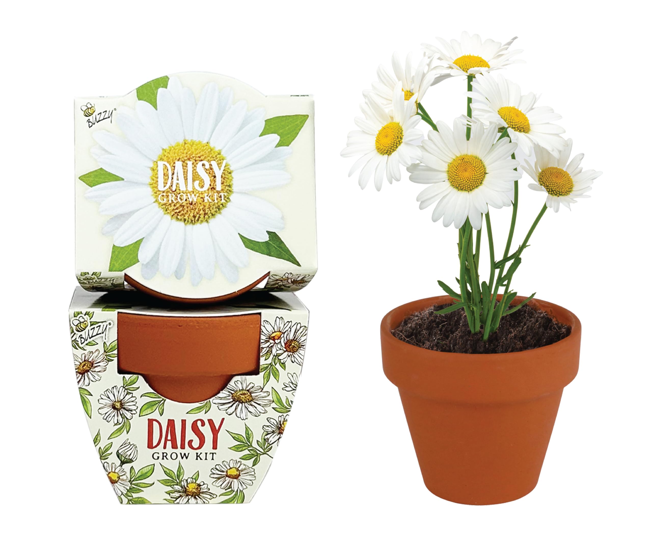 BUZZY Daydream daisy seed packets ready to grow vibrant blooms at home.