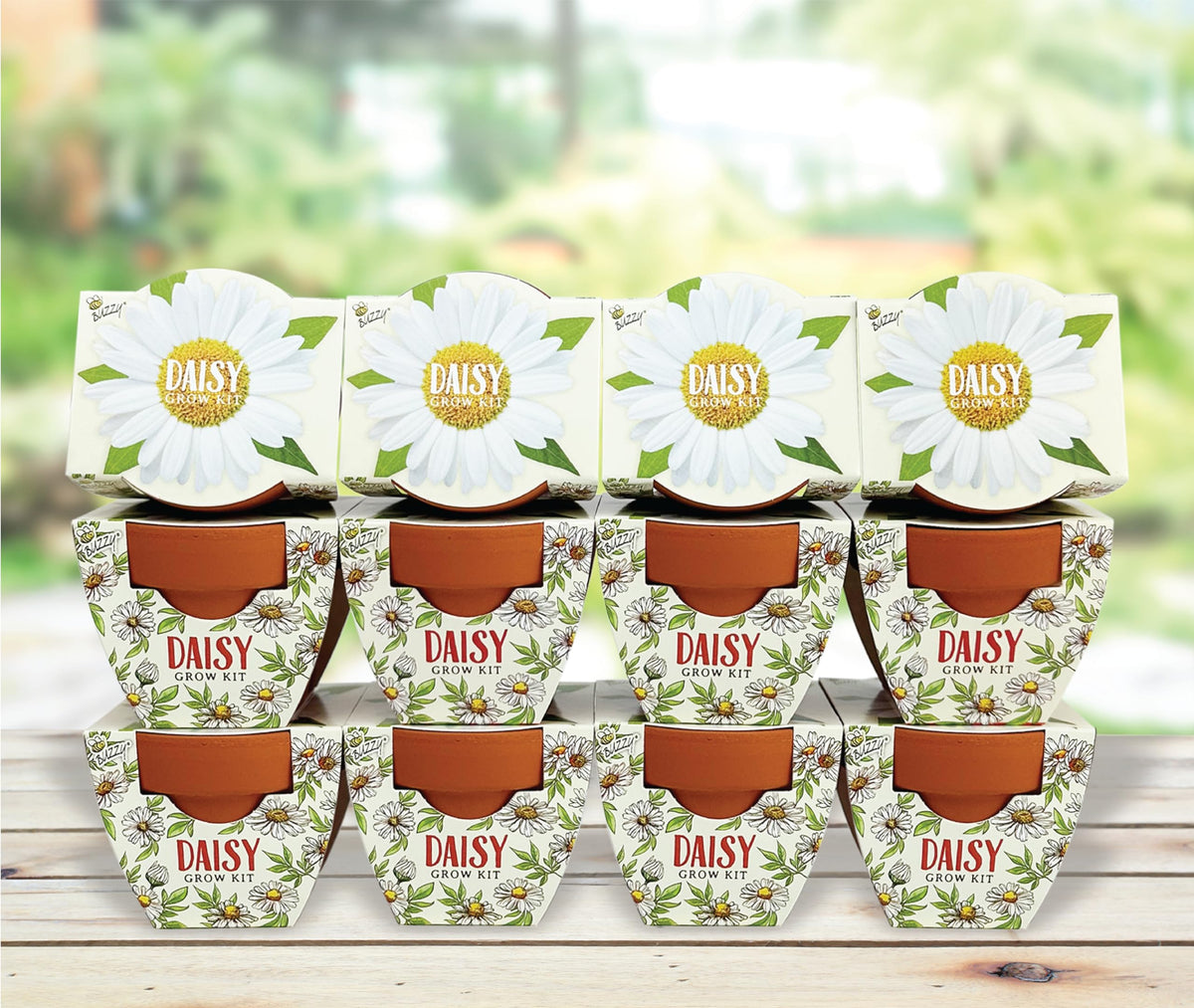BUZZY Daydream mini terracotta pot 12-pack for indoor gardening and bright daisies.