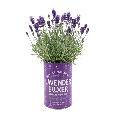 BUZZY Seeds Flower Grow Kit growing medium supports healthy sprouts