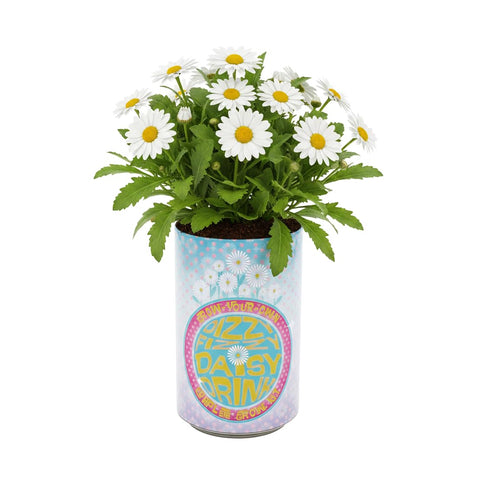 BUZZY Seeds Flower Grow Kit seed packets inside for easy starting