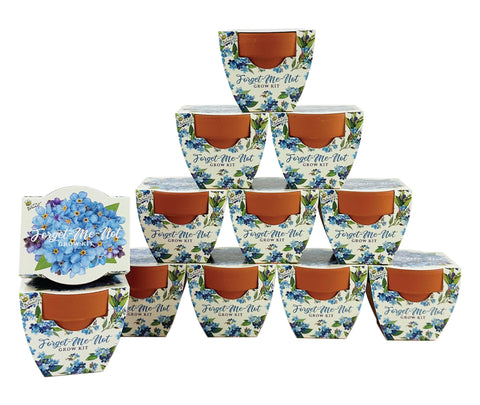BUZZY Daydream Forget-Me-Not mini pot kit for indoor gardens and thoughtful gifting.