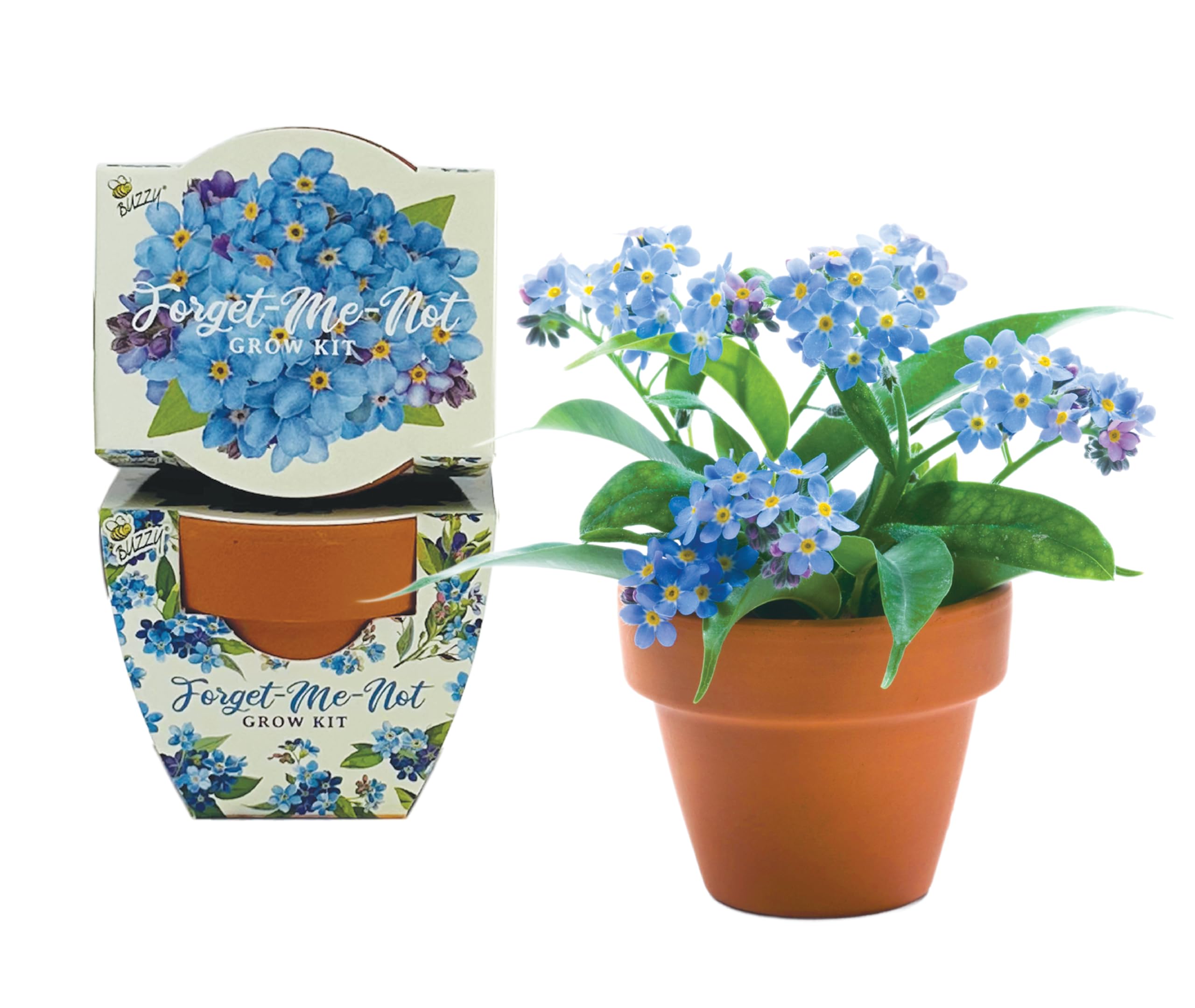 BUZZY Daydream mini terracotta pot closeup for charming blue blooms.