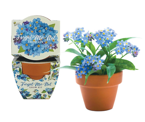 BUZZY Daydream mini terracotta pot closeup for charming blue blooms.