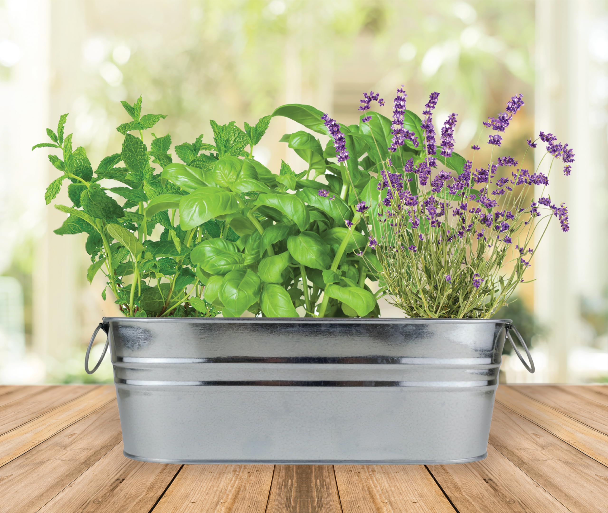 BUZZY Seeds harvest-ready mini herbs ideal for cocktails and recipes