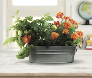 BUZZY Seeds marigold blooms brighten any space with color.