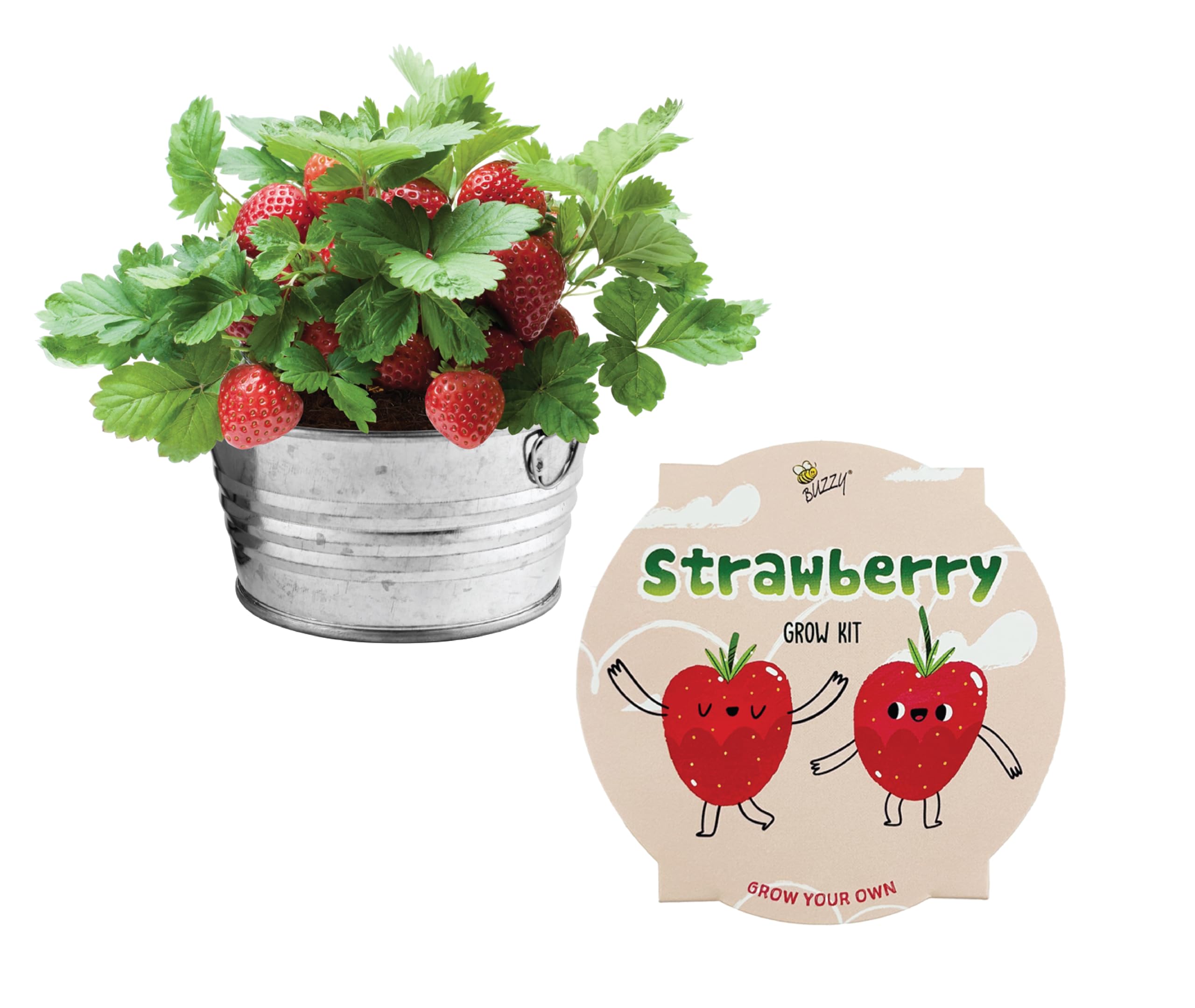 BUZZY Seeds mini basin planter for easy indoor strawberry growing