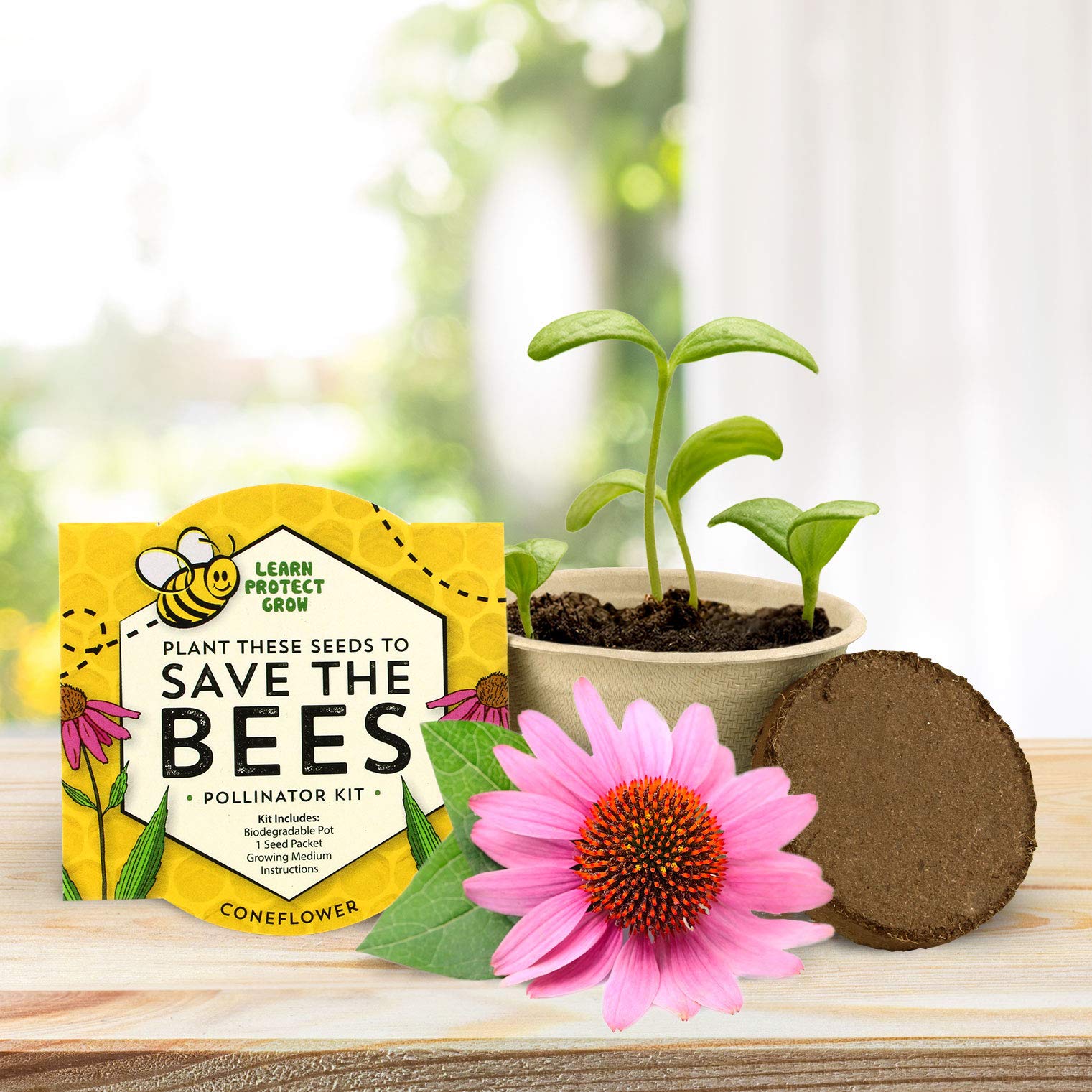 BUZZY Seeds mini pots on a windowsill with budding blooms.