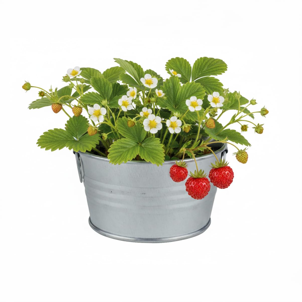 BUZZY nutrient rich growing medium supports healthy roots