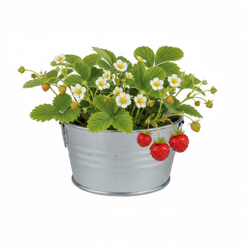 BUZZY nutrient rich growing medium supports healthy roots