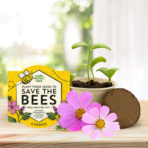 BUZZY Seeds vibrant blooms attract bees and butterflies.