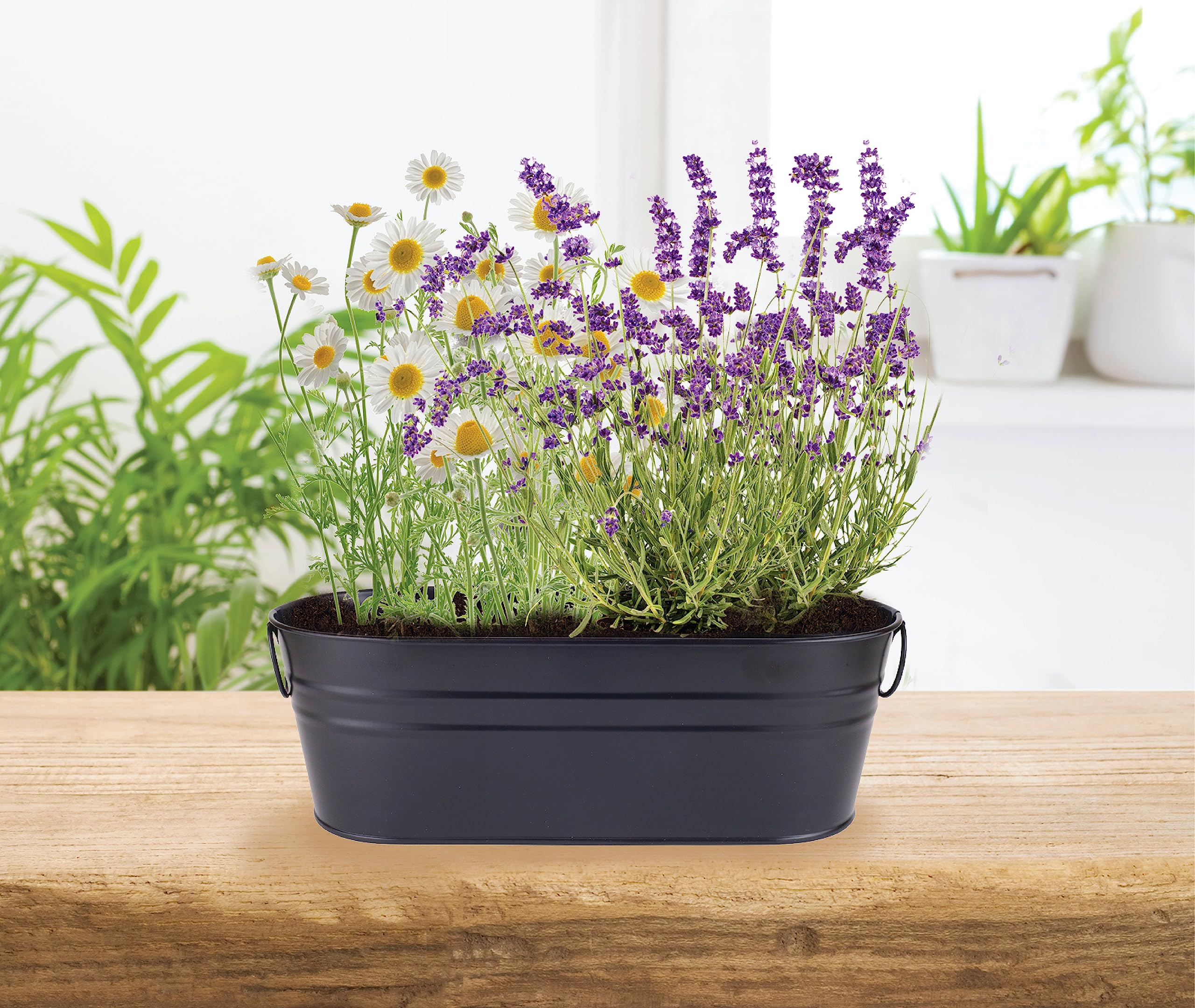 Buzzy Seeds sprouts emerging indoors illustrate a simple, relaxing gardening project.