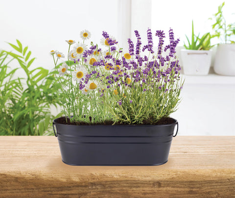 Buzzy Seeds sprouts emerging indoors illustrate a simple, relaxing gardening project.
