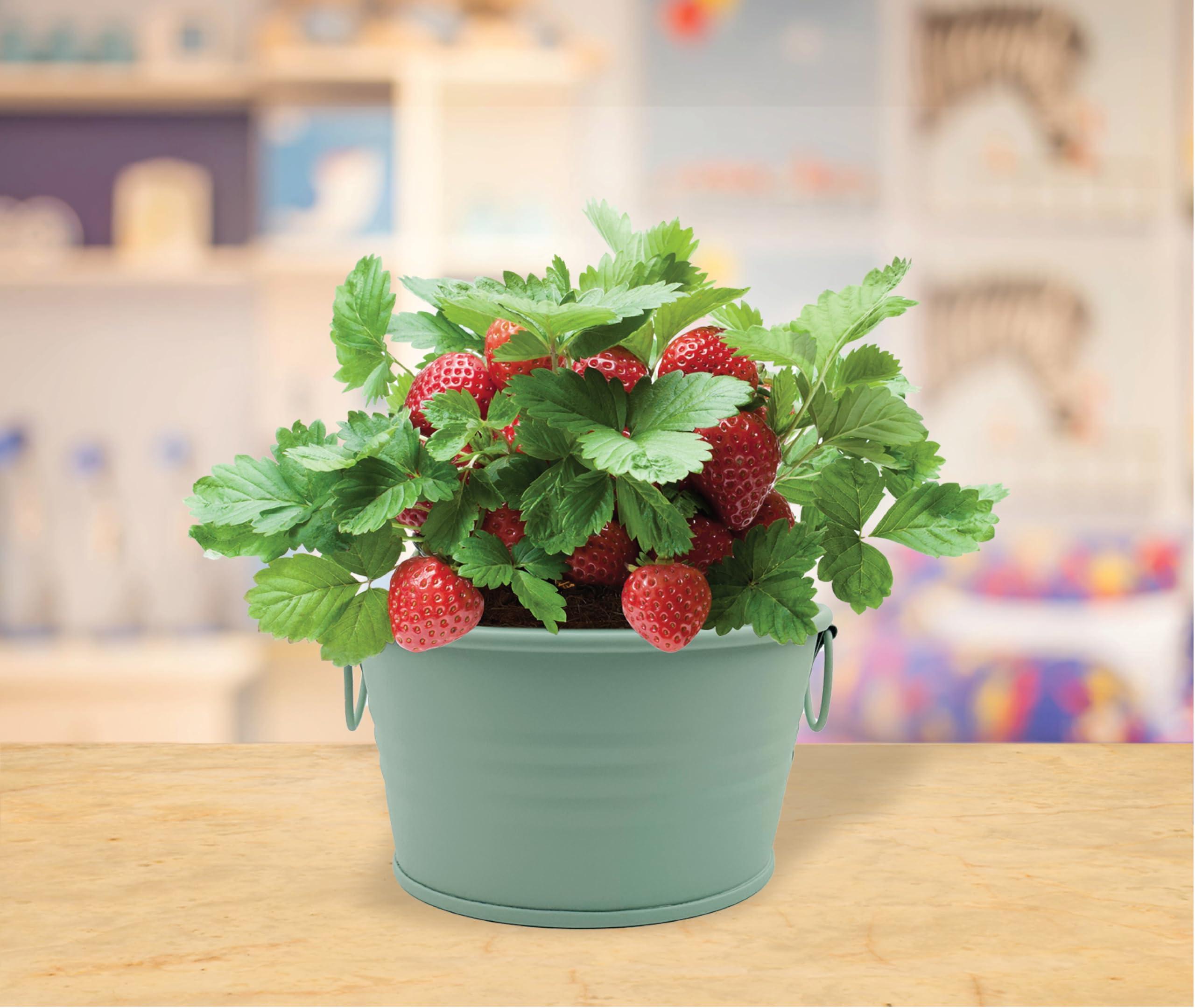 BUZZY Seeds step-by-step instructions help beginners grow strawberries.