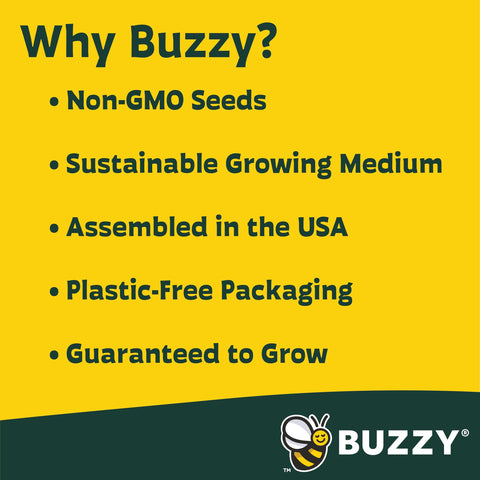 BUZZY grown sunflowers ready to brighten gardens and indoor spaces