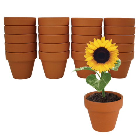 BUZZY sunflower seeds premium Helianthus annuus for vibrant blooms