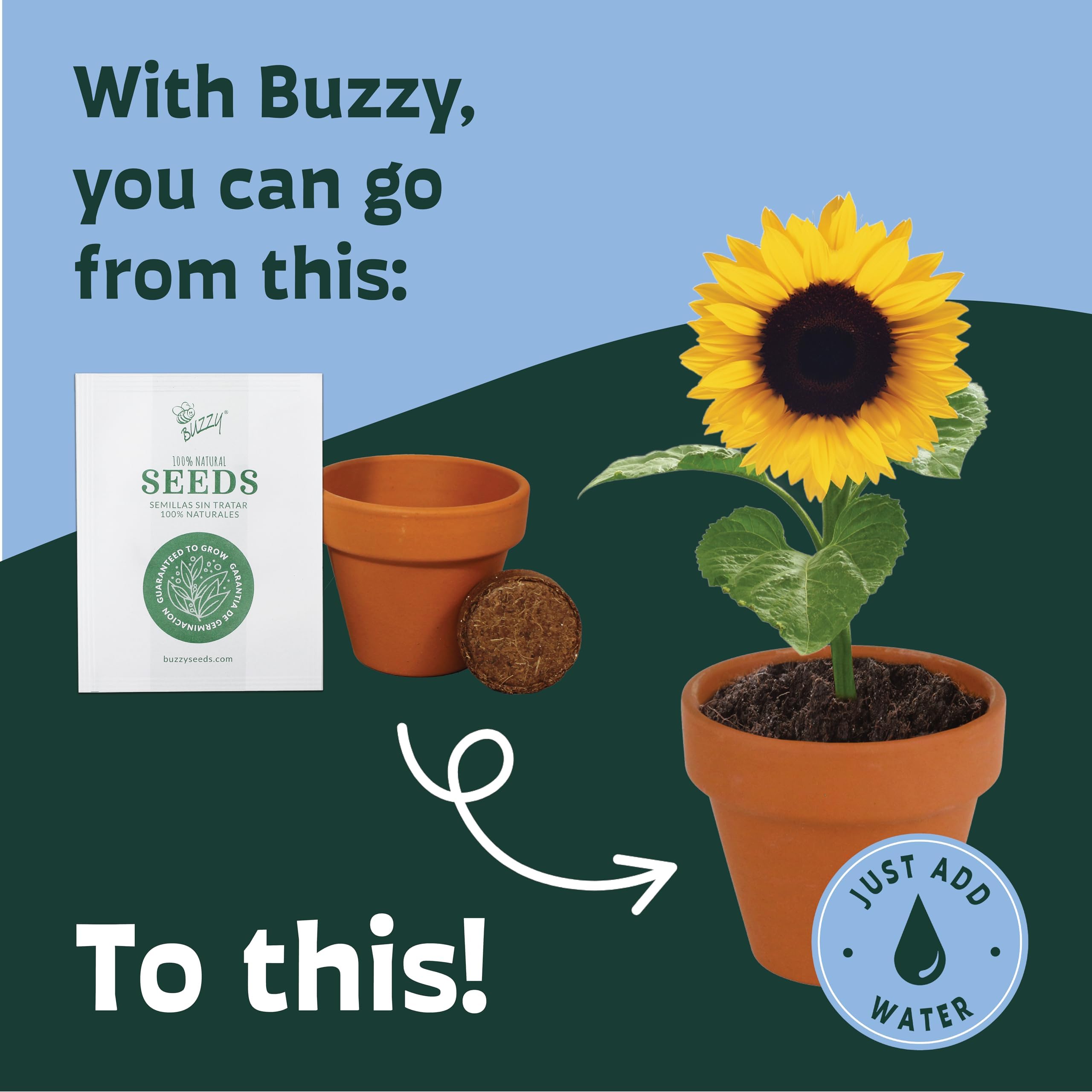 BUZZY sunflowers on windowsill display capture home decor and ongoing growth
