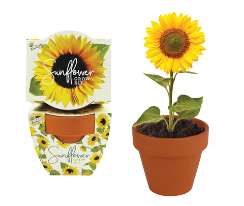 BUZZY Seeds terracotta mini pots for desks and sunny windowsills, easy home gardening.