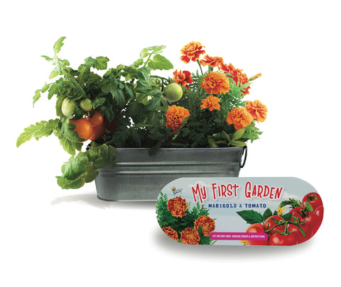 BUZZY Seeds tomato seeds ready to sprout in a compact starter kit.