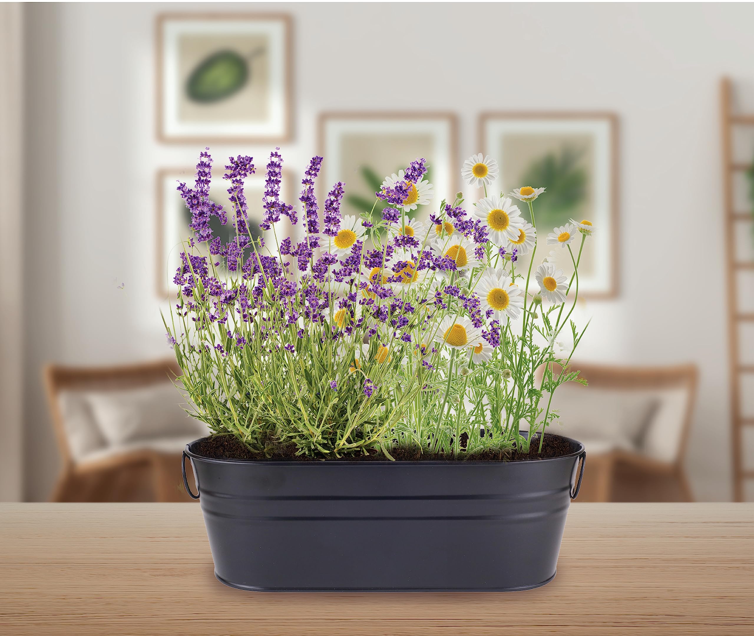 Buzzy Seeds wellness garden setup invites cozy decor and fragrant home ambiance.